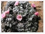 Helichrysum spp - Sani Pass * 2592 x 1944 * (3.14MB)